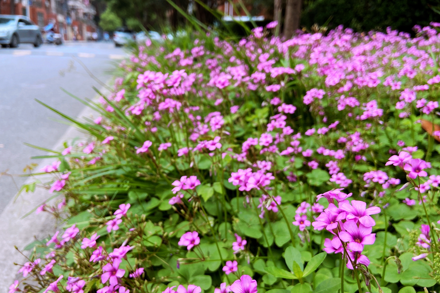 校园花语----红花酢浆草